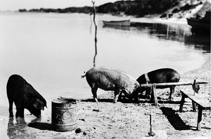 Hogs grazing at Brown's Island, 1938.