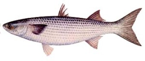 Striped mullet or jumping mullet