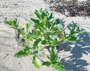 "Sea Kale" aka sea rocket (Cakile edentula). To me the dune plant has a mustardy spiciness a bit like arugula. I've never heard it called "sea kale" outside of the New River. Courtesy, New England Wildflower Society