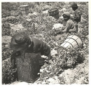 Field workers near Duck, N.C., ca. 1939. From the Charles A. Farrell Collection, State Archives of N.C.