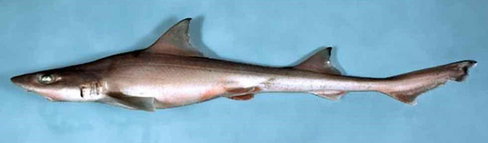 Smooth dogfish (Mustelus canis) are common on the North Carolina coast. Typically about 4 ft. in length at maturity, they are fished intensively between Massachusetts and North Carolina. Courtesy, NOAA