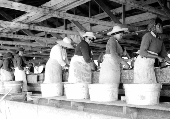 Women gutting and heading at either the Perry-Belch or Cannons Ferry herring fishery, Colerain, N.C., ca. 1937-41. Photo by Charles A. Farrell. Courtesy, State Archives of North Carolina