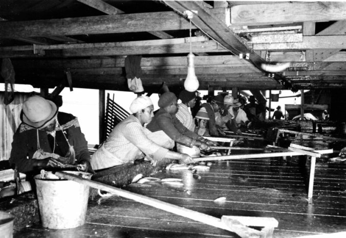 Perry-Belch fishery, Colerain, N.C., ca. 1937-41. The women used the long handled tools to pull the herring toward them. Photo by Charles A. Farrell. Courtesy, State Archives of North Carolina