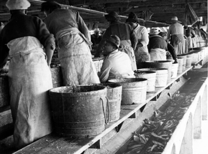 Gutting and heading herring, probably at the Perry-Belch fish co. in Colerain, N.C., ca. 1937-39. Photo by Charles A. Farrell. Courtesy, State Archives of North Carolina