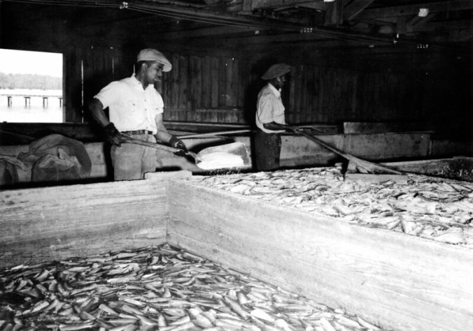 Two men salting herring at the Perry-Belch company, Colerain, N.C., ca. 1937-41. Photo by Charles A. Farrell. Courtesy, State Archives of North Carolina