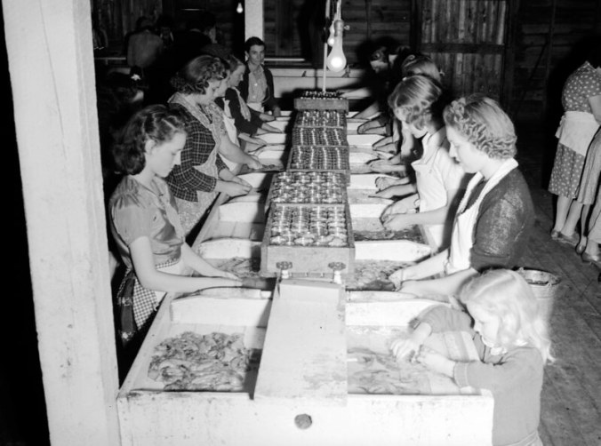 The roe canning room at Perry-Belch, Colerain, N.C., ca. 1937-41. Like everything else in those days, the jobs at a herring fishery was meticulously divided by race. Photo by Charles A. Farrell. Courtesy, State Archives of North Carolina 