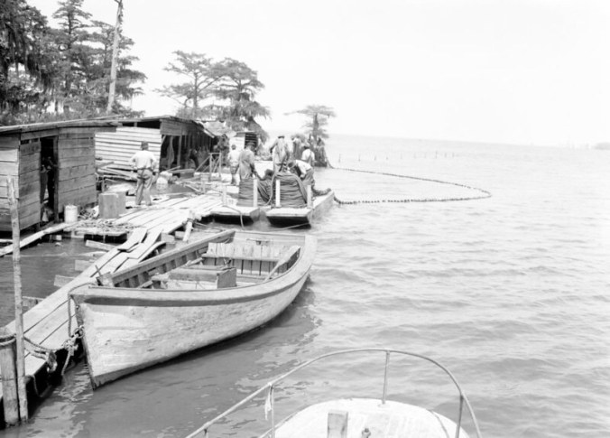 Terrapin Point Fishery, Merry Hill (Bertie Co.), N.C., May 5, 1941. The fishery was first established by the Winston family before the Civil War. You can see the fishermen laying out a small haul seine on the far side of the dock. Photo by Charles A. Farrell. Courtesy, State Archives of North Carolina