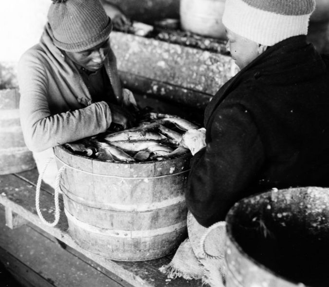 Perry-Belch herring fishery, Colerain, N.C., ca. 1937-41. Photo by Charles A. Farrell. Courtesy, State Archives of North Carolina