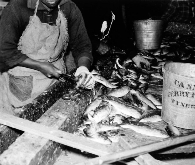 Up-close look at gutting a herring. This woman's bucket is marked "Cannons Ferry Fish Co., Tyner, N.C.," which was on the east side of the Chowan, but I'm not sure that this wasn't Perry-Belch on the west side of the river. Photo by Charles A. Farrell. Courtesy, State Archives of North Carolina