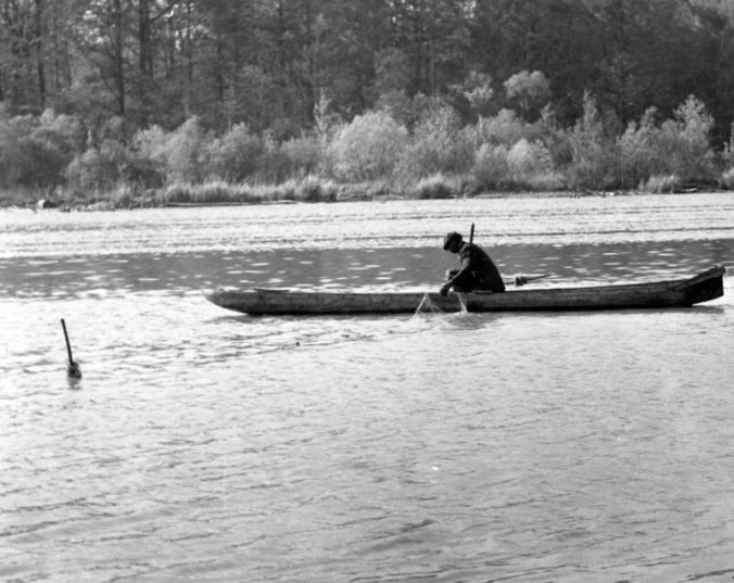 Herring fisherman in a cypress dugout, Roanoke River, probably near Plymouth, N.C., ca. 1937-39. When it came to herring, there was a niche for just about everybody: lone fishermen from Plymouth's black neighborhoods, for instance, built their own dugouts and drifted netted for herring, then sold them door-to-door. Photo by Charles A. Farrell. Courtesy, State Archives of North Carolina